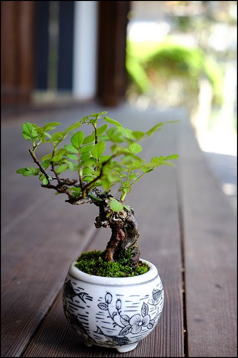 13525ced4505f635fbeed6ba32b8b98e