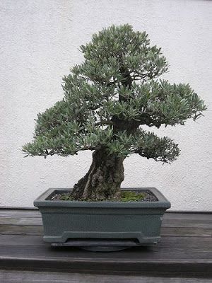 1a54d60339aab4cd38c2ce3e3a2bdc2f