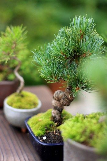 5bd9548ac9014965912bec6f3db6dc5d