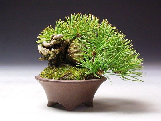 90259fe1cca782d707c5678f2fa93a66