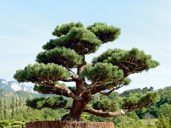 cdd3caa3f728932de07201736aeb0b43