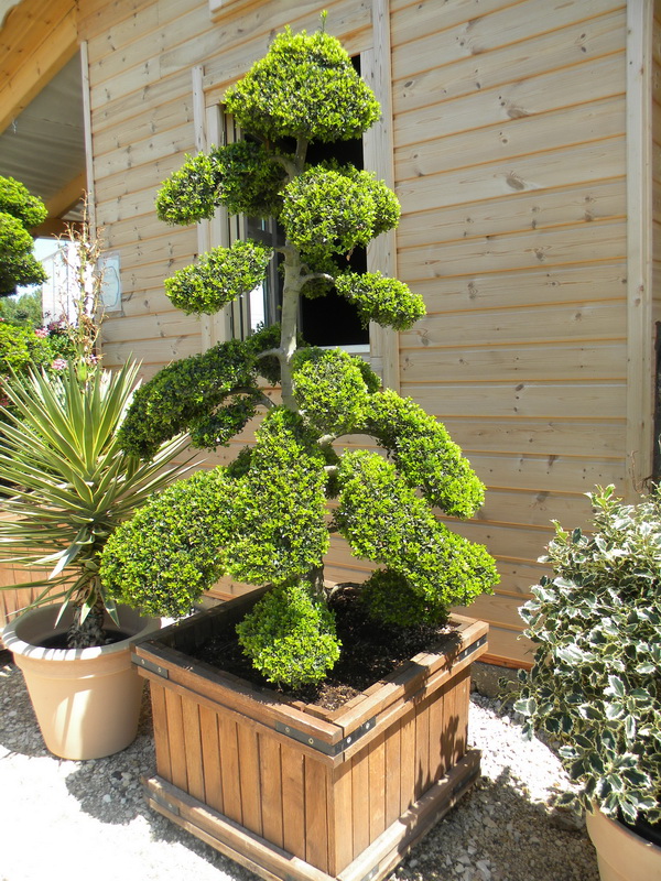 Ilex-Crenata-‘Kinme_-Bonsai-4