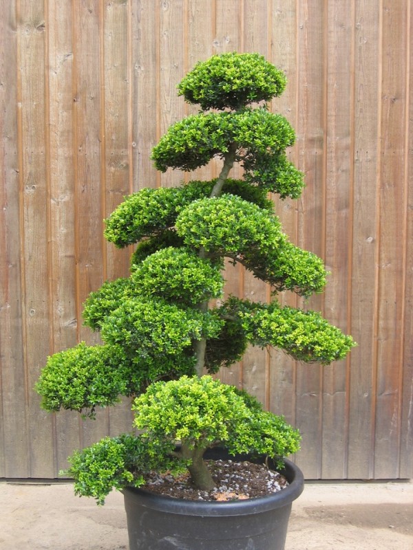 ilexcrenatanuage__039817900_1420_17032014