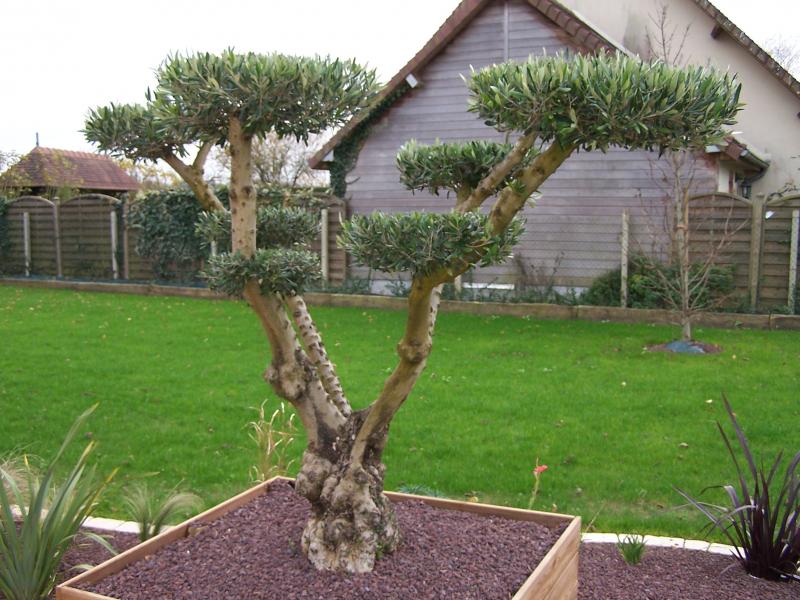 OLIVIER_PLATEAU_1425376007