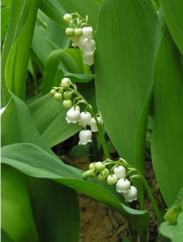 e0409a8b6dc4ef24eee79f808f2fd24a