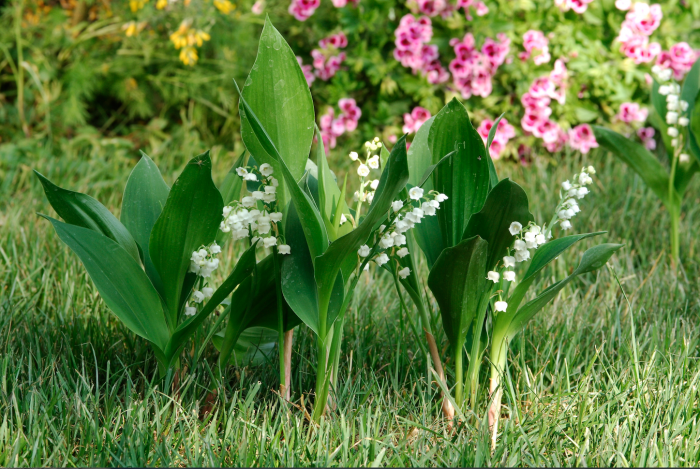 Le muguet au jardin