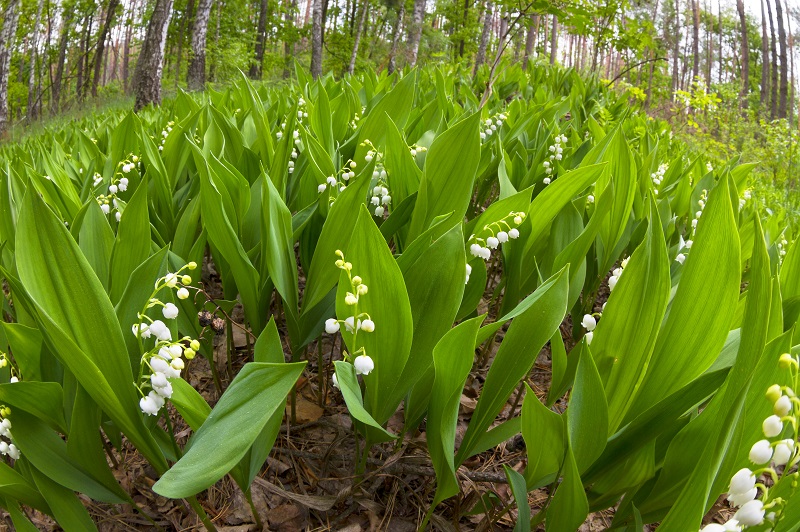 muguet-naturel-jardin