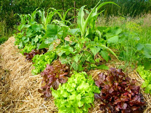 62c911734f8b74dcd5d2f4cd512ec255