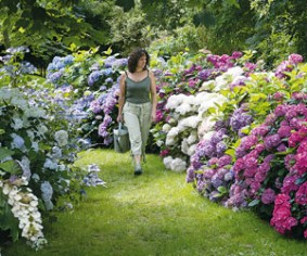 bordure-hortensia.23125-l283-h0