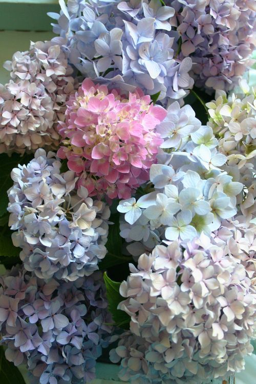 ccea026c8cf4c55e96a936fe6b28569a