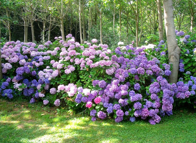 hortensia-haie