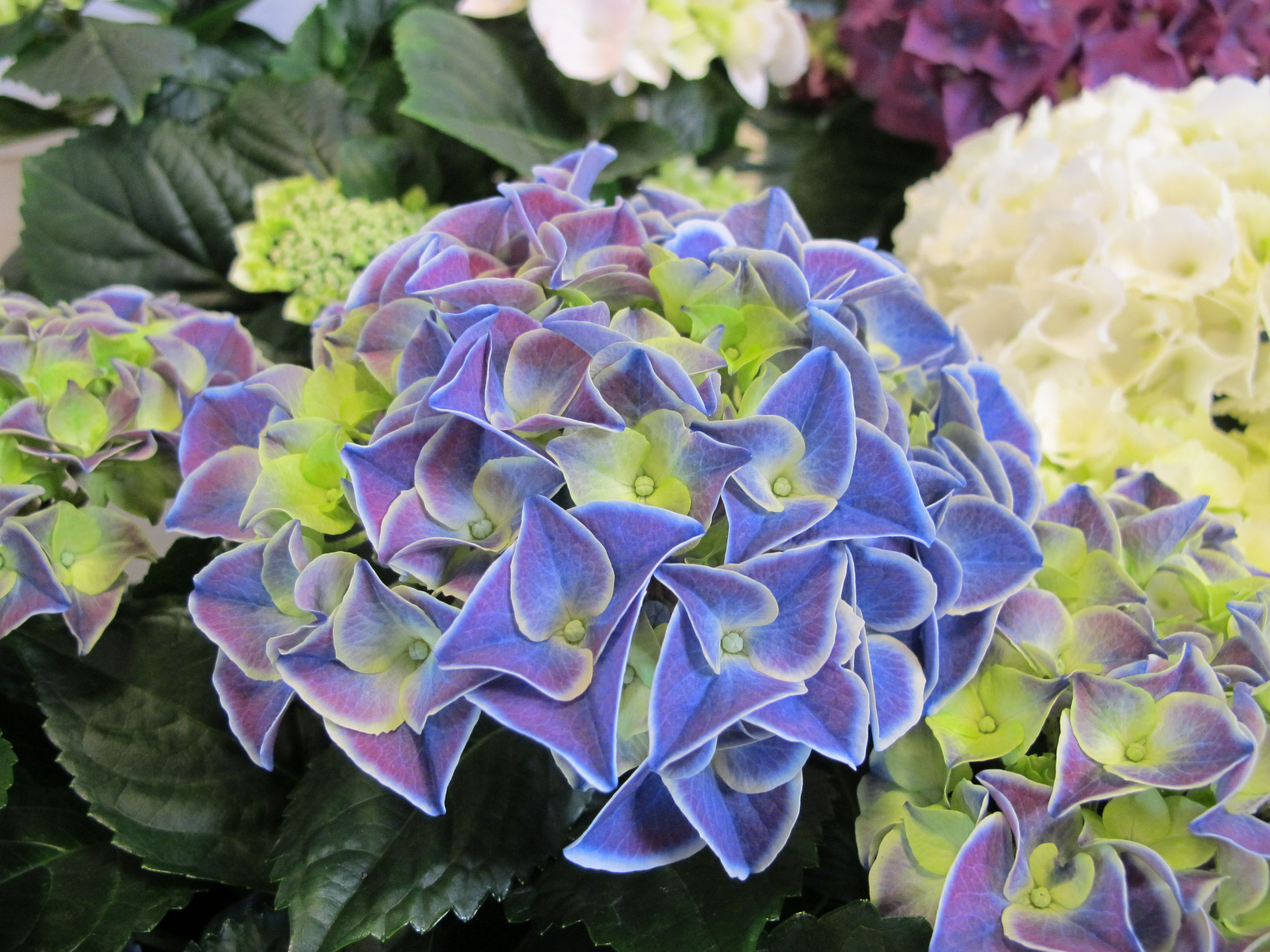 hydrangeacamillabluewhite-1