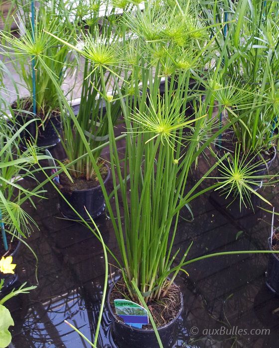 f7bd090ba5e5e7801d103e24ff9bf3ec