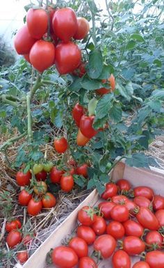 8715cbb364f9ed0b6582fb2d4980823f