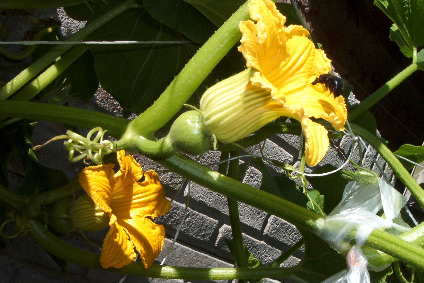 Cucurbita_maxima_Zapallo_Plomo_semillería_Costanzi_-_flowers_detail_(feminine)_-_1_-_two_female_flowers_on_a_plant_and_a_bee