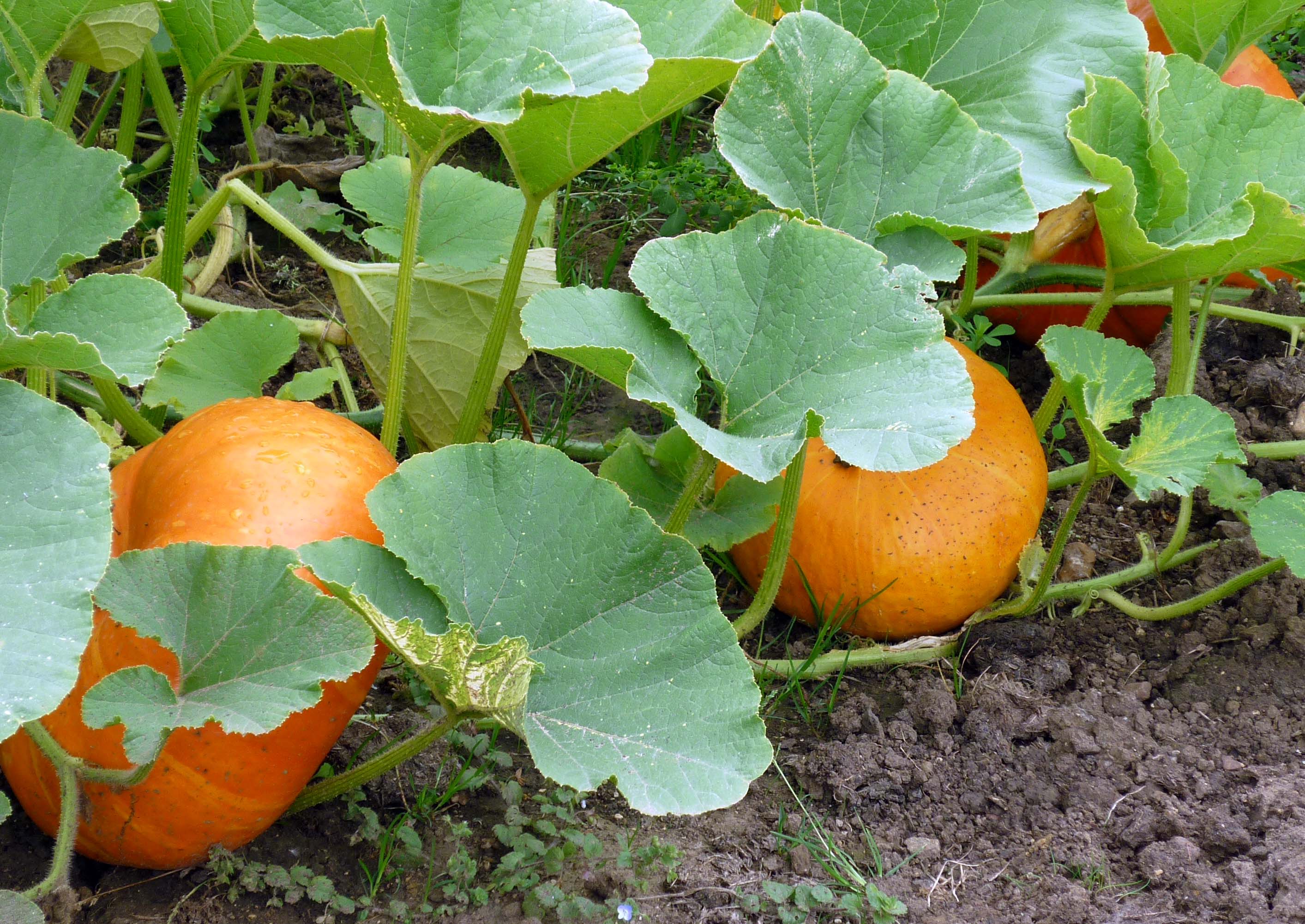 growing-a-pumpkin-IN-a-pumpkin