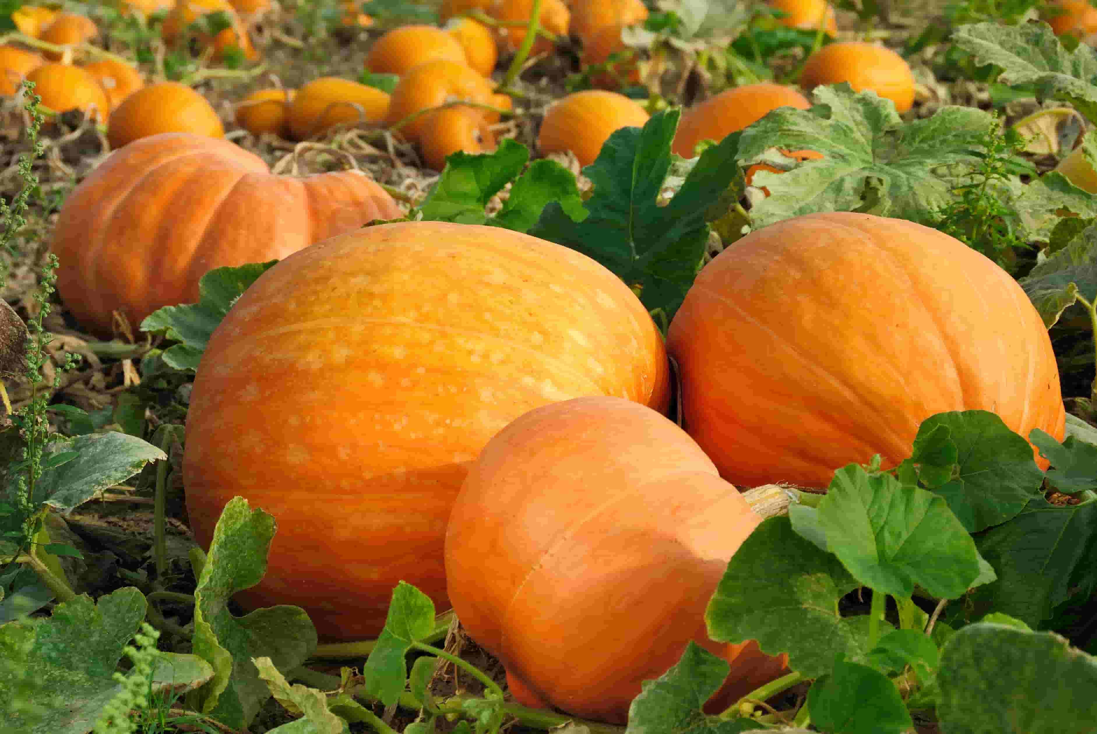 Harvesting-Pumpkins