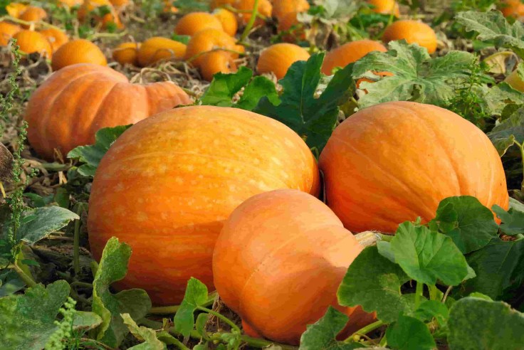 Harvesting-Pumpkins