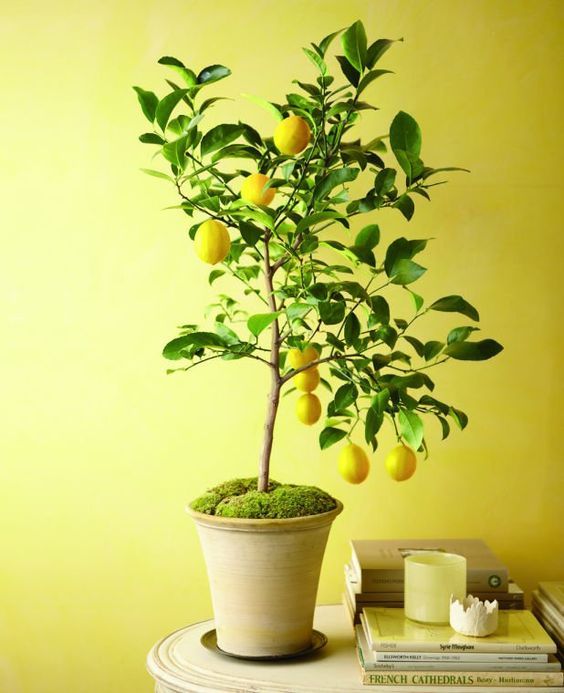 13efedb05d2d8902d176d5de92aac36b