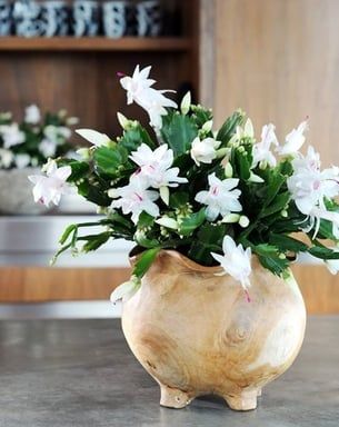 15b82061738484cbb129672a1cd982fb