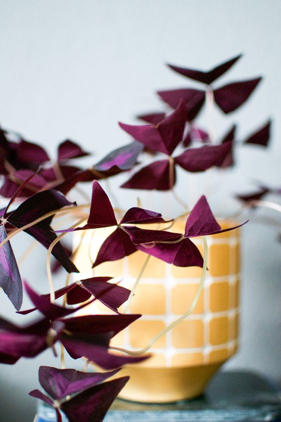 f2e4aa4ceddf3acb88ae53364f987ef8