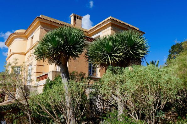 le-rayol-dragonnier-des-canaries-draceana-draco-595x397