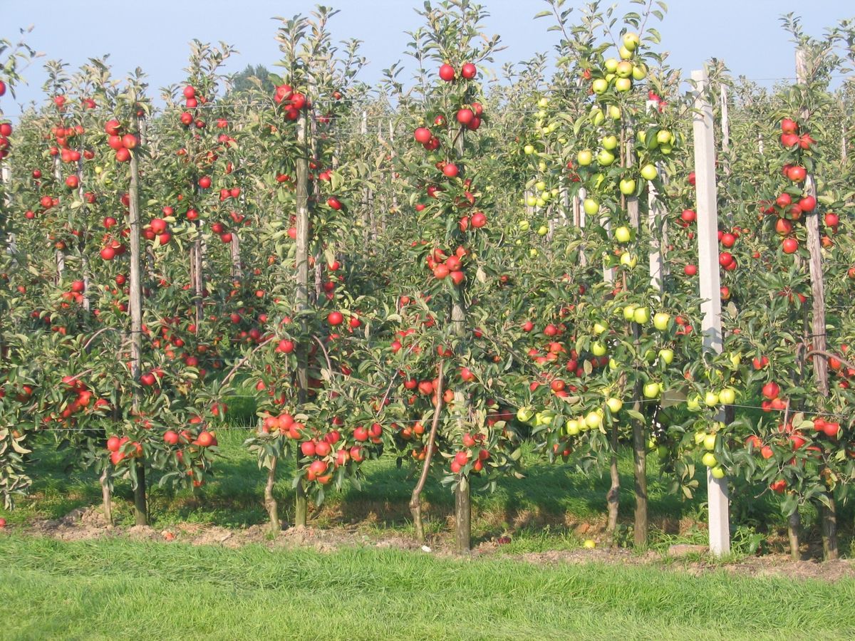 1200px-Intensive_apple_orchard