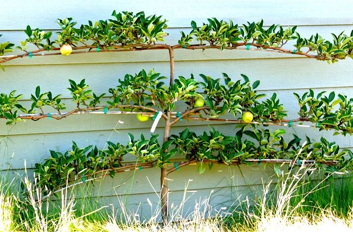 48cd5c8b1c320e5f571dc202a7f36444--espalier