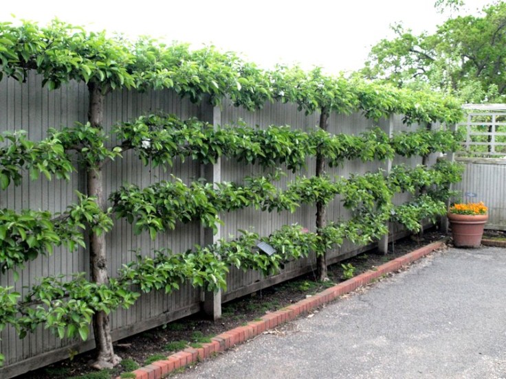 espaliered-fruit-trees