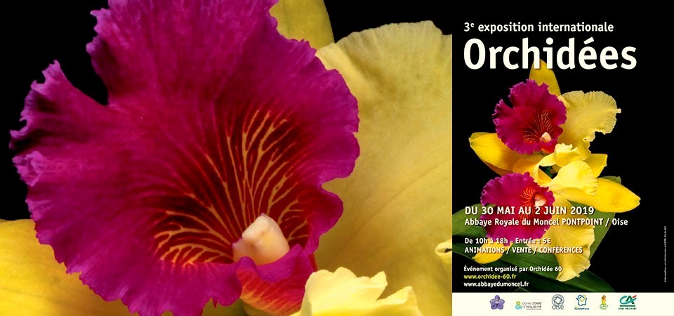 expo-international-orchidees-abbaye-du-moncel-orchidee60
